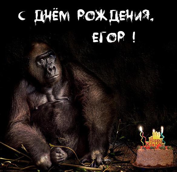 Поздравления С Днем Рождения Егора Прикольные
