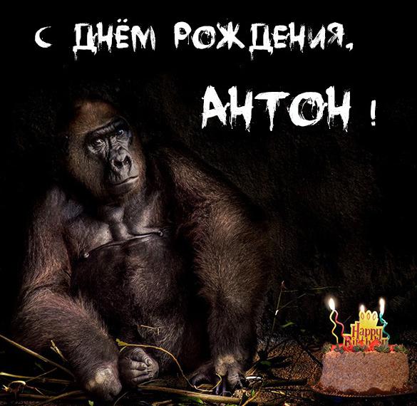 Короткие поздравления с днем рождения Антону